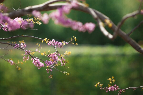 Rama de árbol floreciente en primavera