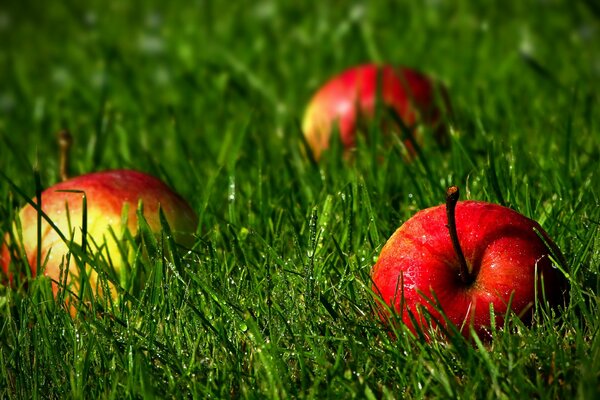Manzanas en la hierba, manzanas rojas