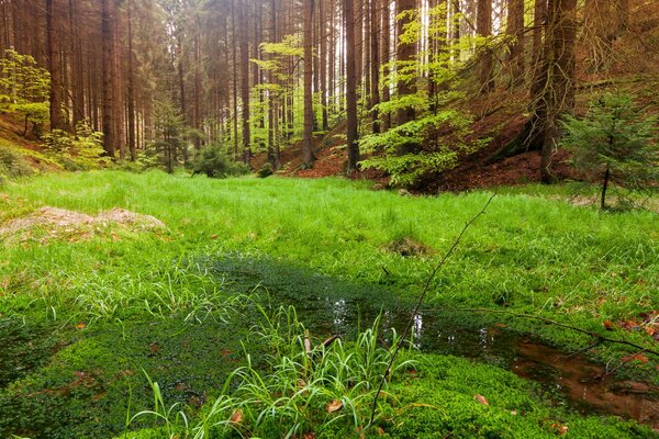 Forest landscape of beautiful nature