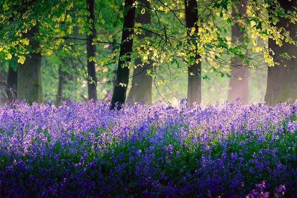 Kollkolchiki in una radura nella foresta