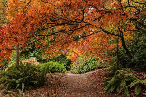 Jesienny rezerwat przyrody. Pożółkłe liście na drzewie