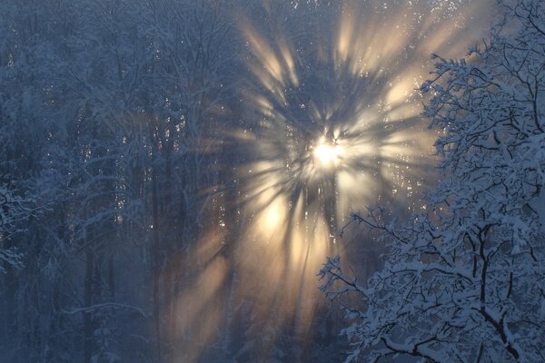 Frost and sun in winter in Latvia