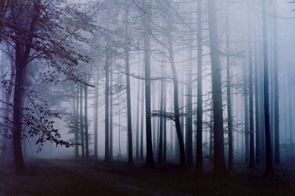 Sentiero nella foresta nebbiosa al mattino