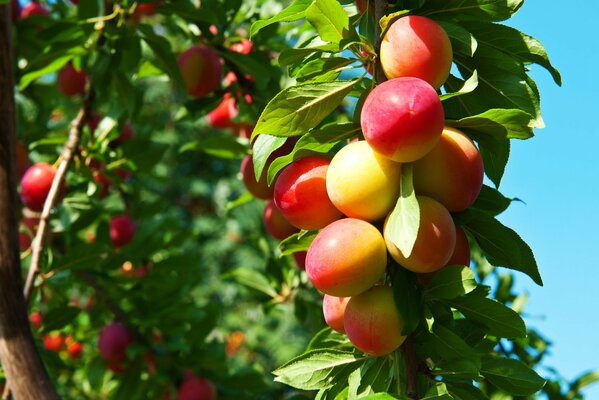 Reife Pflaumenfrucht im Frühlingsgarten