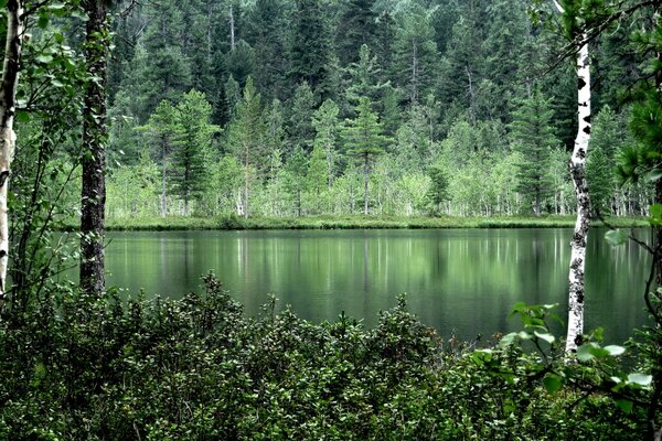 Gli alberi della foresta si riflettono nell acqua