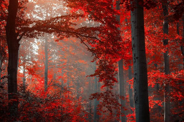 Hohe Bäume im Wald in der Sonne