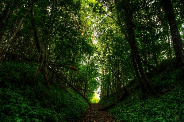 ¿Qué podría ser mejor que caminar en el bosque