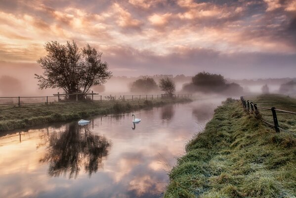 Schwäne, die im Morgengrauen auf dem See schwimmen