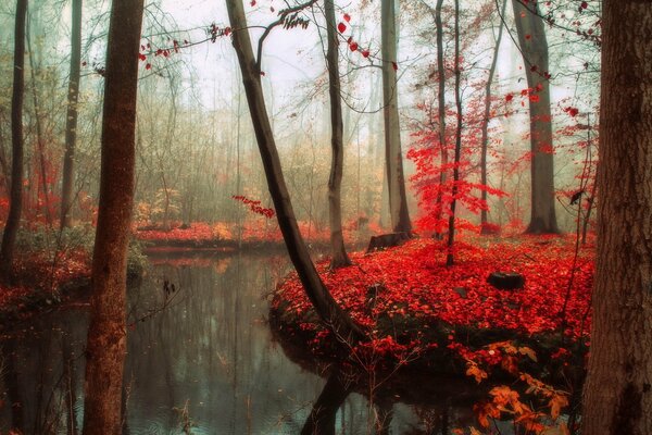 Herbstmoor im Wald