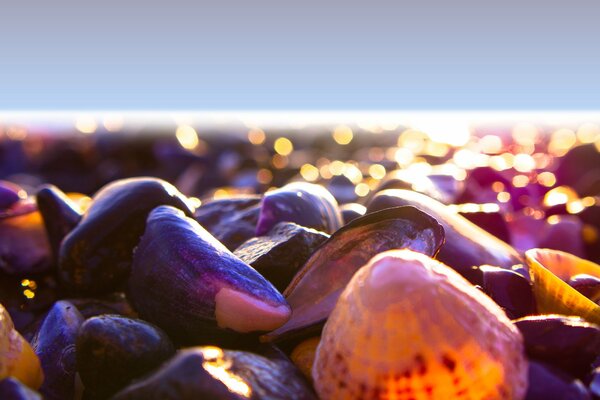 Coquillages au bord de la mer au soleil