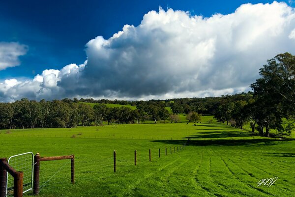 Campo de hierba verde