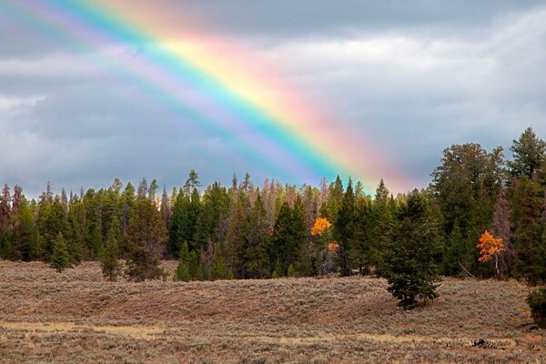 Arco iris en el cielo nublado en el bosque