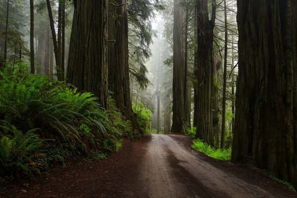 Дорога после дождя в лесу США