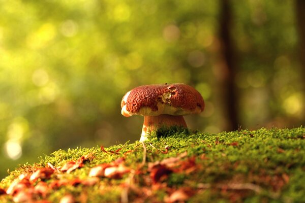 Fungo nella foresta d autunno