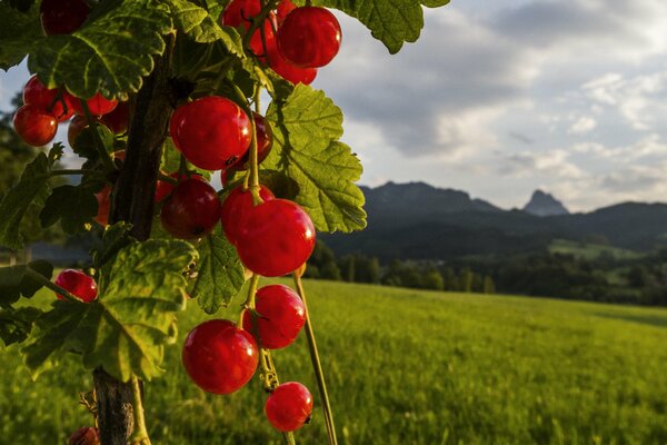 Ein großer Haufen roter Johannisbeeren