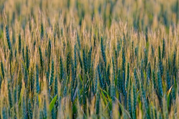 Field of young wheat