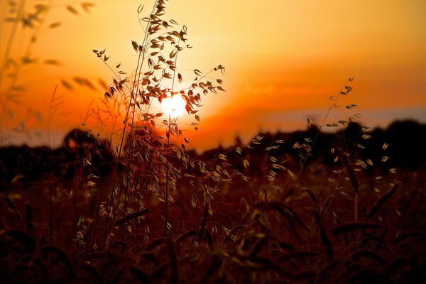 Sonnenuntergang Sonne Sommer