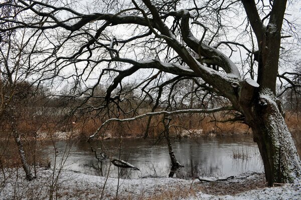 Árbol desnudo en la orilla del río de invierno