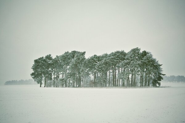 Snow-covered coniferous trees in a blizzard