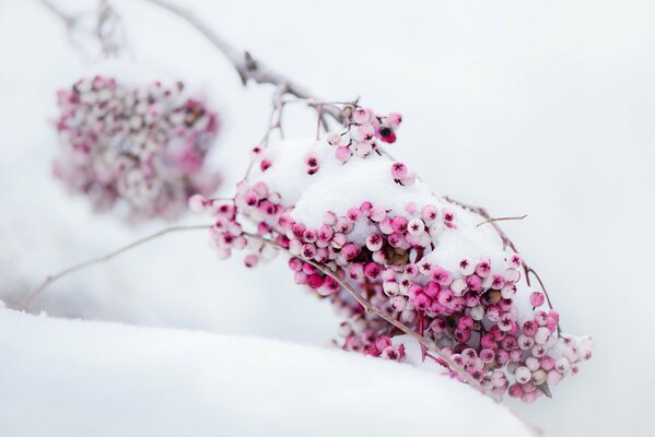 Rosa Beeren auf weißem Schnee