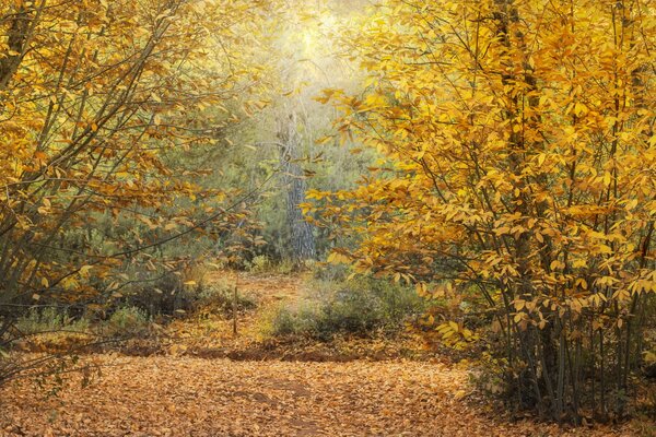 I raggi del sole si fanno strada attraverso la foresta autunnale