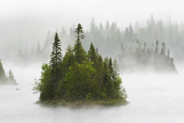Bosque cerca del lago en la niebla