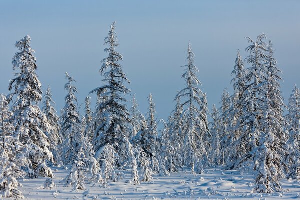 Winter fir trees in fluffy frost