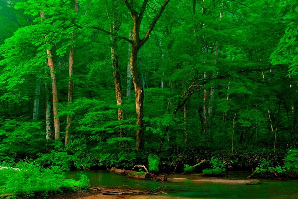 Forêt Alpine, forêt sur le rivage