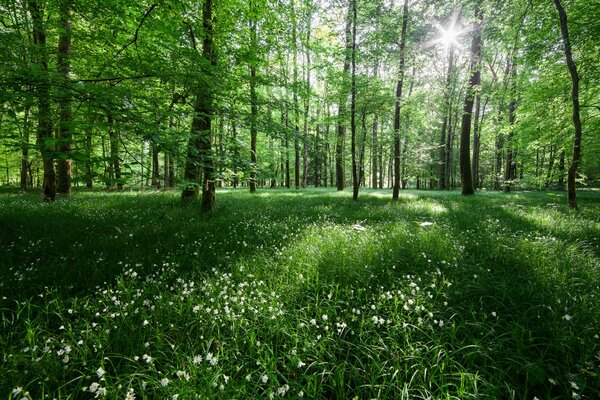 Green forest with white blooming flowers