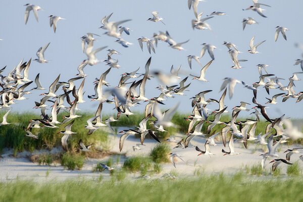 Troupeau d oiseaux en famille