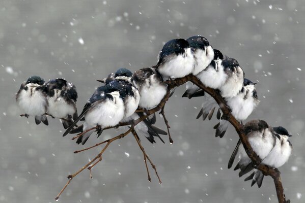 A flock of birds huddle together on a tree branch under the falling snow to keep warm