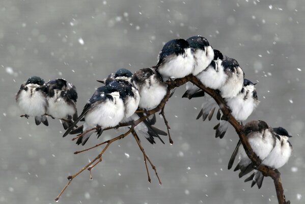 Uno stormo di uccelli si stringe l un l altro su un ramo di un albero sotto la neve che cade, per stare al caldo
