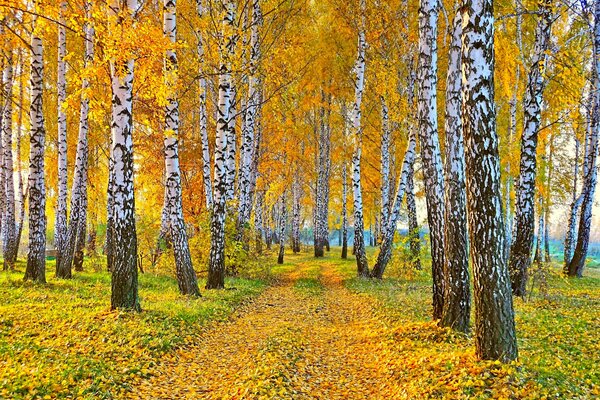 Jesienny krajobraz Natura brzozy z żółtymi liśćmi