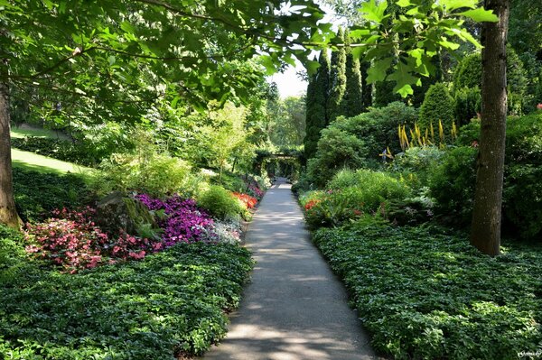 The leading path through the green garden