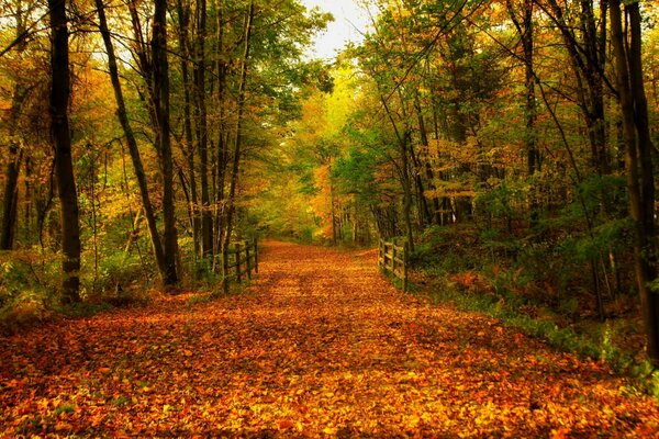 Ein Spaziergang durch den bunten Herbstpark