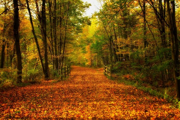 Promenez-vous dans le parc d automne coloré