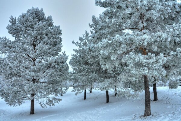 Pendiente invernal de pinos en la nieve