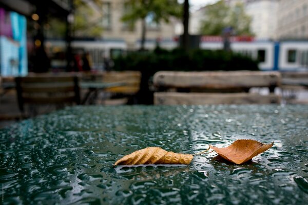 Два сухих осенних листа лежат на мокром от дождя столе уличного кафе