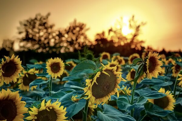 Champ de tournesols sur fond de coucher de soleil lumineux sur une journée d été tranquille