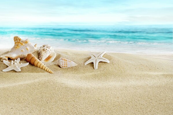 Seashells on the shore of the blue sea