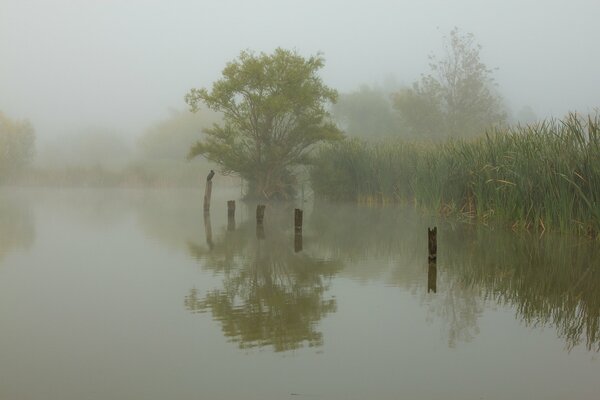 Foggy morning, reeds, lake