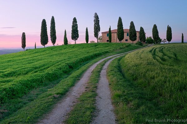 Magnificent cypresses on a background of pink clouds