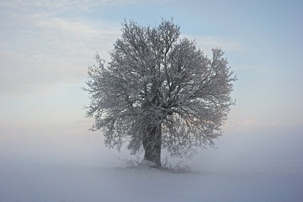 Paisaje de invierno, árbol en la nieve