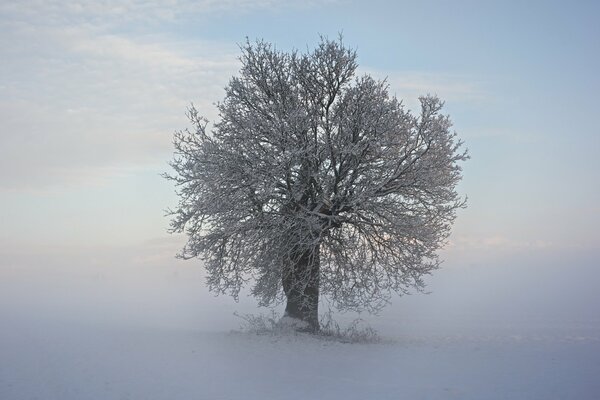 Зимний пейзаж, дерево в снегу