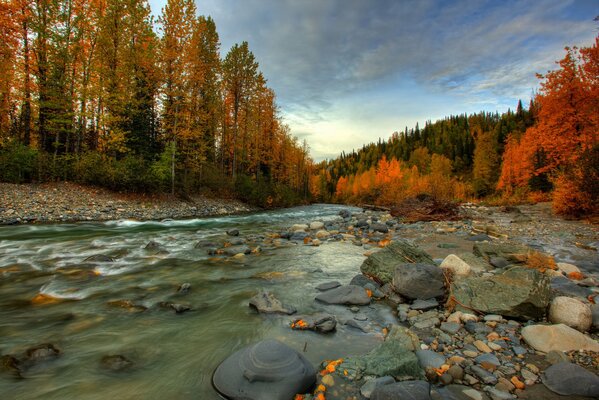 Jesienna Alaska. Las, rzeka