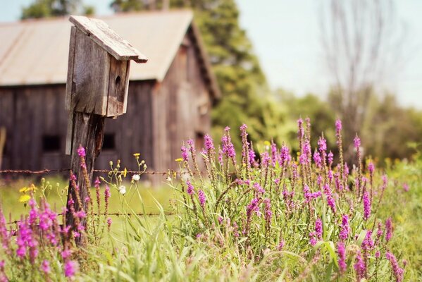 Flores silvestres brillantes contra el fondo de una casa de madera