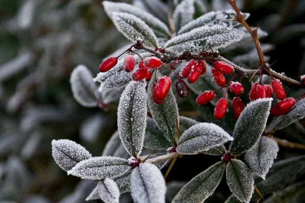 Frost an den Zweigen. Beeren. Winter