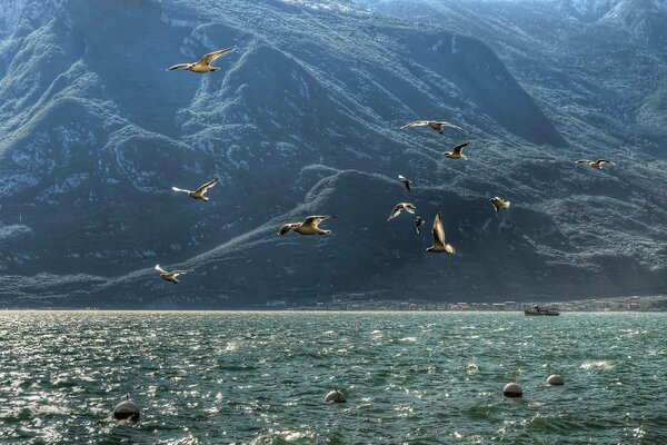 Seagulls flying over the sea against the background of mountains