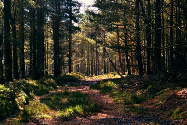 Ein Spaziergang entlang des Weges in einem Pinienwald