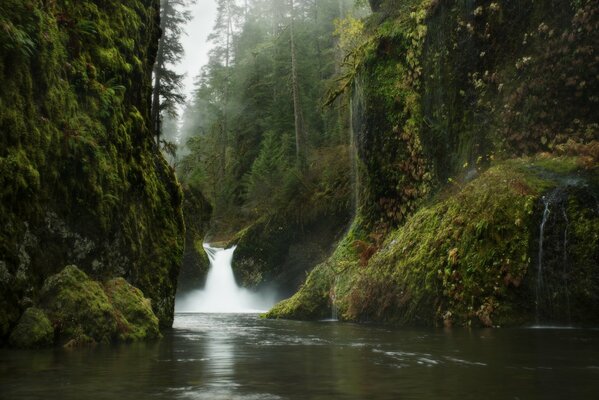 Die herrliche Natur des Waldes und des Wasserfalls